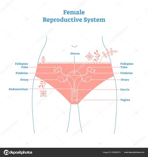 Artistic Style Female Reproductive System Vector Illustration Educational Poster Health And