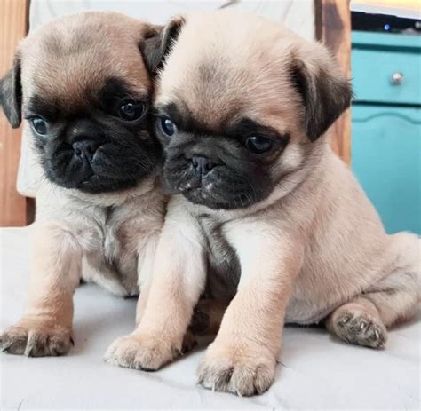$1,200.00 pictures available upon request. Beautiful pug Puppies ready for adoption Offer