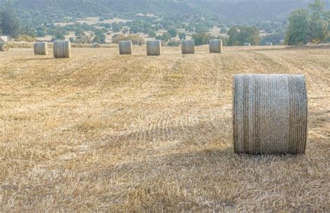 Summer Harvest Hay Stacks In A Field Of Cut Dried Grass Stock Image