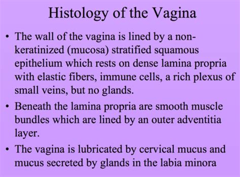 Normal Vaginal Vulvar Anatomy And Histology Flashcards Quizlet