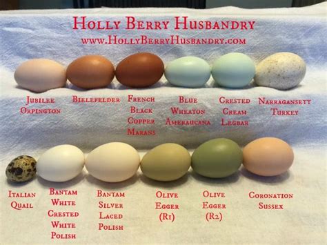 Egg Color Breeding Chart