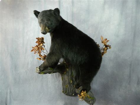Showpiece Taxidermy Bear Coyote And Cougar Lifesize Mounts