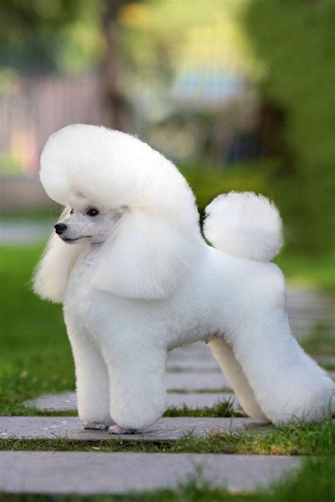 Unique Poodle Names For Both Male And Female