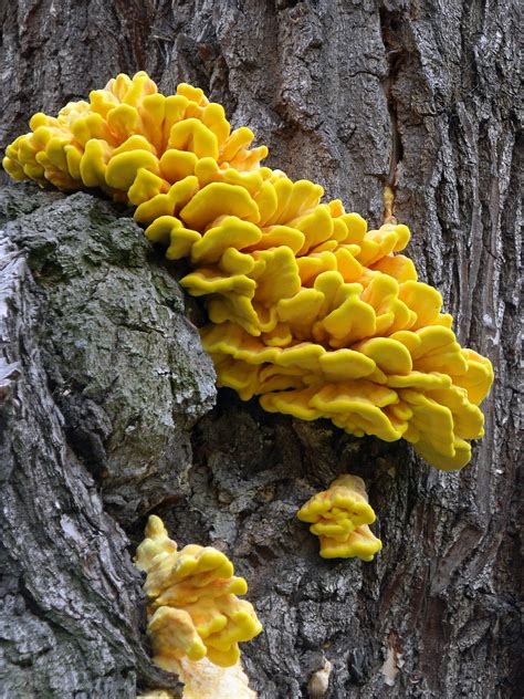 Yellow Fungus On Tree Laetiporus Sulphureus I Think Iv Flickr