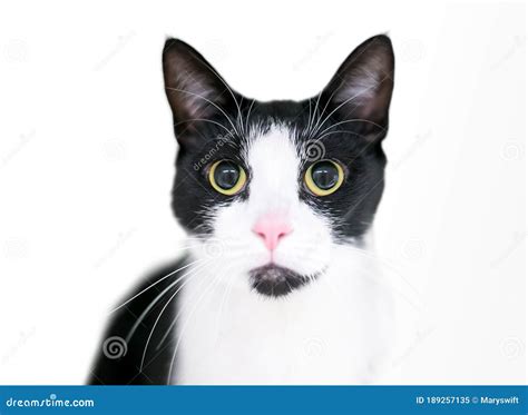 A Wide Eyed Black And White Tuxedo Cat With Dilated Pupils Royalty Free