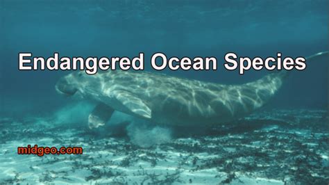 17 Most Endangered Ocean Species And Marine Animals