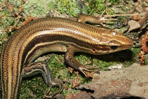 Plestiodon Laticeps Broad Headed Skink Herps Of Arkansas