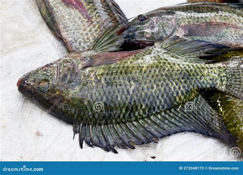 Freshwater Tilapia Fish Is Alive Tilapia Fish Stock Image Image Of Food Nile 272048173