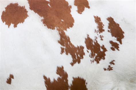 On the positive note, some of these projects have already started to see if the use cases and the ideas that they are trying to develop have high potential returns. Some Fun Ways To Use Cowhide - Cowhide Rug Tips
