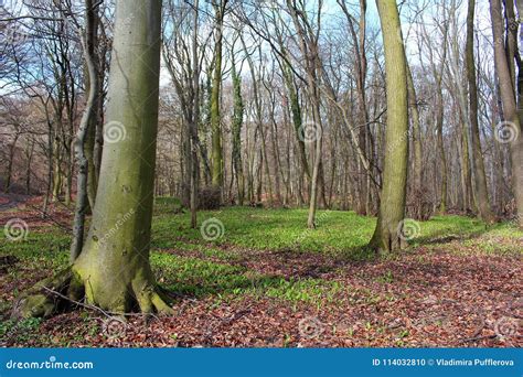 Spring Forest Early Spring In A Forest Trees Without Leaves Green