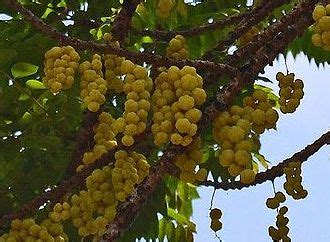 Secara umum, pohon cermai sangat mirip dengan pohon belimbing. Manfaat Dan Khasiat Buah Cermai atau Cerme | Tanaman Obat ...