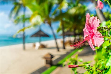 100 Free Photos Pink Hibiscus Blooming On The Beach Wallpaper
