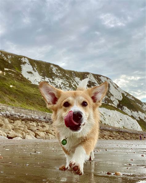 Small group classes or private training sessions allow our expert dog trainers to teach obedience, dog agility, puppy training classes and enrichment workshops in our. Beach day 🌤 in 2020 | Corgi, Animals, Puppies