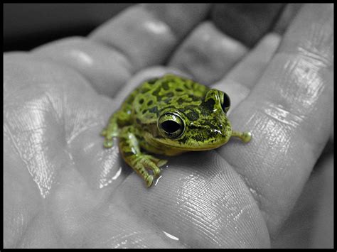 Tiny Frog Baby Frog In Florida Explore 85 Scott Kinmartin Flickr