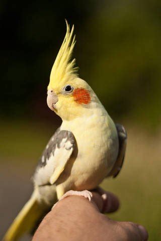 Looking to buy a used car? Pied Cockatiel For Sale FOR SALE ADOPTION in Malaysia ...