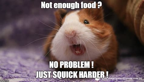 Image Tagged In Guinea Pig Imgflip