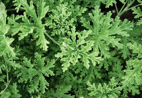 How To Grow And Care For Citronella Plants Real Simple