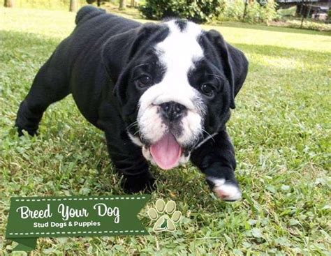 Black Seal English Bulldog Stud Stud Dog Stafford Va Breed Your Dog