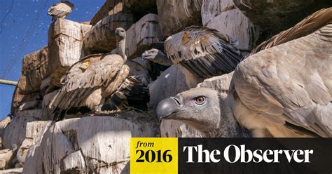 Hunted To The Brink But Africas Reviled Vultures Are Vital In Fight