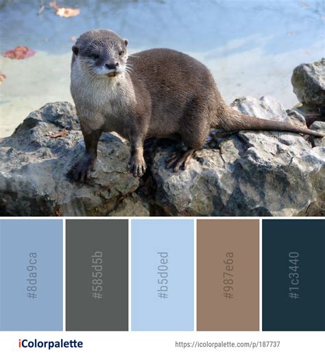 Color Palette Theme Related To Fauna Image Mammal Mink Mustelidae
