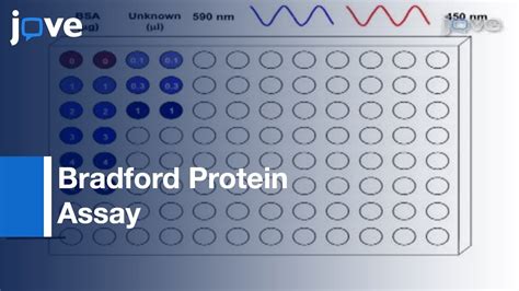 Bradford Protein Assay Youtube