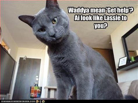 Waddya Mean Get Help Ai Look Like Lassie To You Lolcats Lol