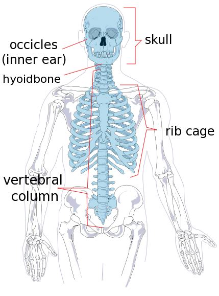 Axial Skeleton Diagram Medicalanatomybonesskeletonsaxial