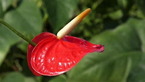 Flowers And Plants Mcu On A Bright Red Waxy Flamingo Flower Anthurium