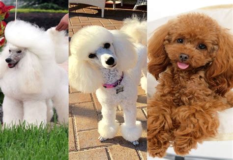 34 Cute Poodle Haircuts For Dog Lovers 2023 Hairstyles