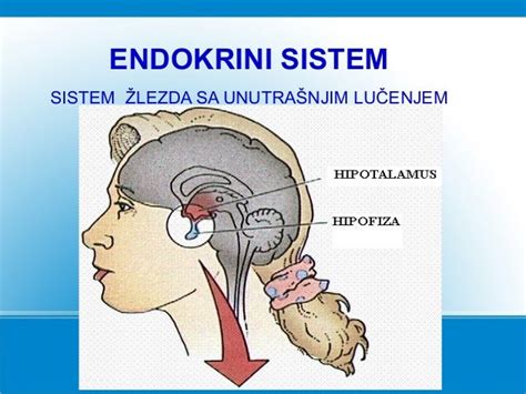 Endokrini Sistem Anatomija I Fiziologija