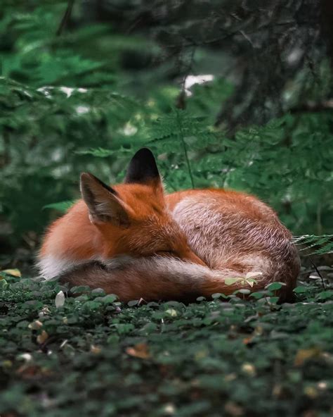 Finnish Photographer Proves Fairy Forests Are Real In Finland Wild
