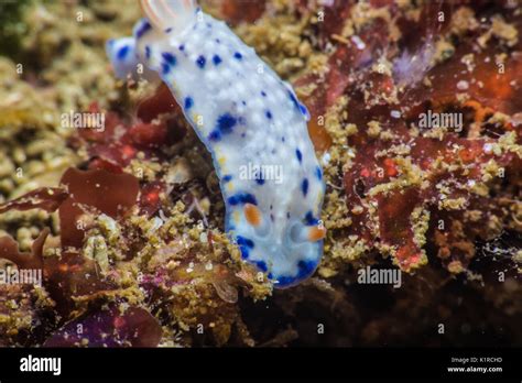 Nudibranch Crawling Around On Coral Reef To Food Stock Photo Alamy