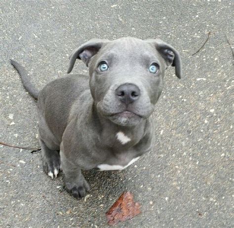 You are the best pup ever. Blue eyed pitbull puppy | Pittie puppies, Pitbull puppy ...