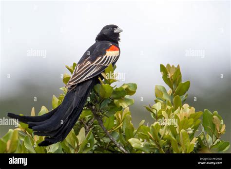 Sakabula Bird Hi Res Stock Photography And Images Alamy
