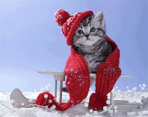 41 Cute Winter Animal Wallpaper Wallpapersafari