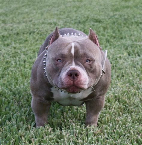 The muscular micro bully with 10 000 pups big dogz. Pin on Bully King Magazine