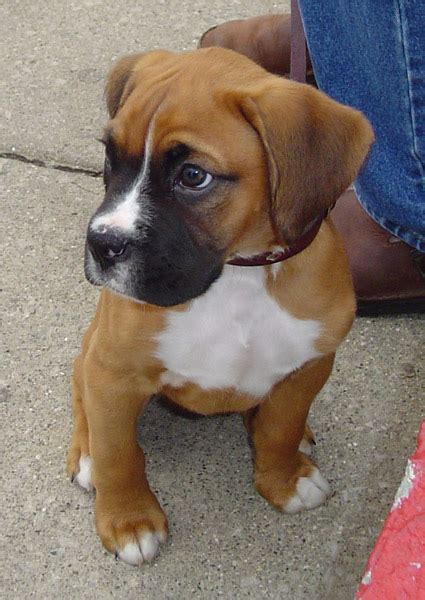 Boxer Puppy Pictures And Information Puppy Pictures And Information