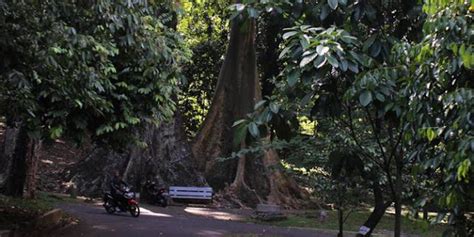 Pohon Jodoh Di Kebun Raya Bogor Kota Bogor