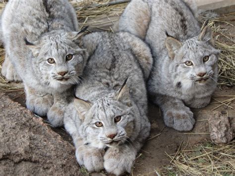 Les énormes Pattes Du Lynx Du Canada En Font Une Créature Unique Et