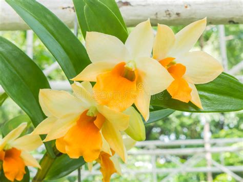 Significa che puoi usarlo e modificarlo per i tuoi progetti personali e commerciali. Fiore Giallo Simile All Orchidea / Phalaenopsis o Orchidea ...