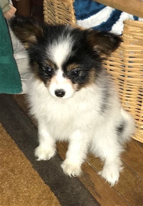 Papillon Puppies For Sale Fort Worth Tx 299429