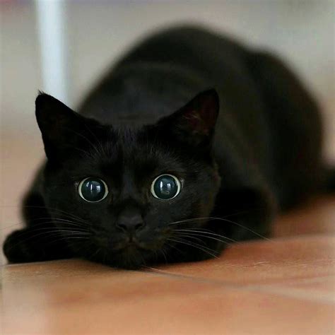 Gorgeous Black Cat R Aww