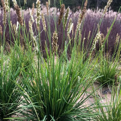 16 Ornamental Grasses You Should Grow Hgtv