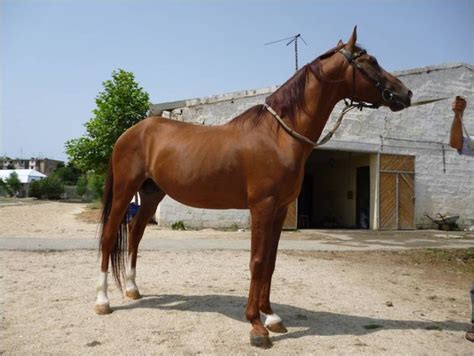 karabakh horse breed information history  pictures