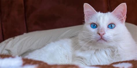 14 Beautiful White Cat Breeds With Pictures All About Cats