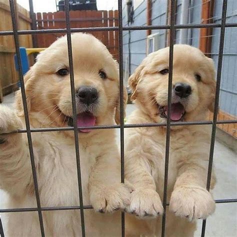 They have excellent temperament and can make great loving pets. Golden retriever puppies for adoption near me. - Home | Facebook