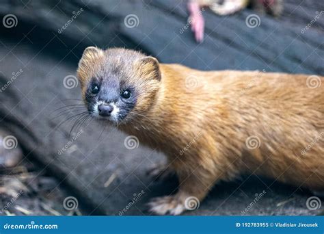 Siberian Weasel Mustela Sibirica From A Hiding Place Watching The