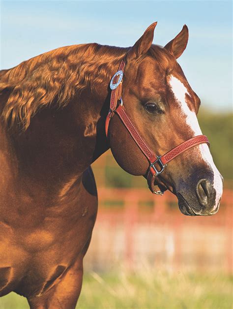 2019 Top 5 Reined Cow Horse Sires Quarter Horse News