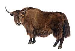 Yak definition and meaning | Collins English Dictionary