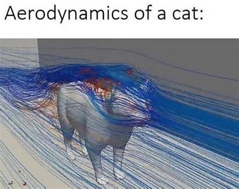 The Aerodynamics Of A Cow All About Cow Photos